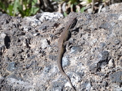 Liolaemus cyaneinotatus