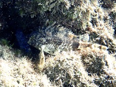 Centropogon australis