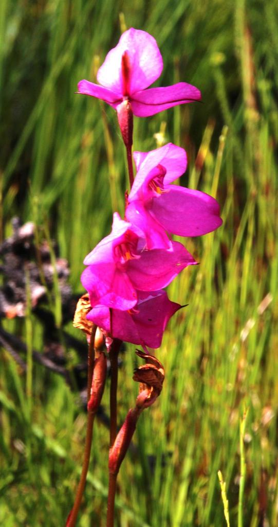 Disa racemosa