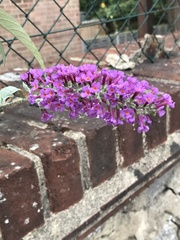 Buddleja davidii
