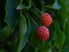 Cornus kousa