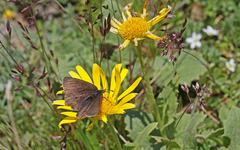 Erebia pluto