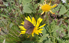 Erebia pluto