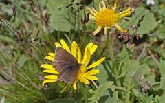 Erebia pluto