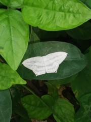 Acropteris ciniferaria