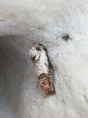 Notocelia incarnatana