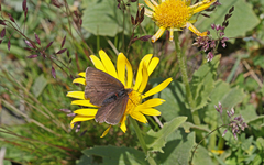 Erebia pluto