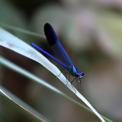 Calopteryx syriaca
