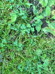 Trifolium dubium