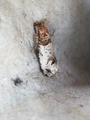 Notocelia incarnatana