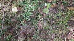Galium concinnum