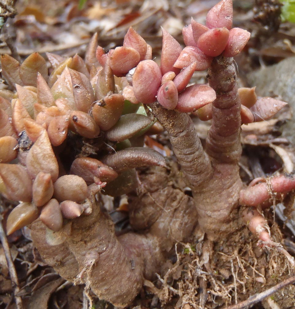 Anacampseros rufescens, Mosslands Two River Trail