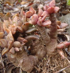 Anacampseros rufescens