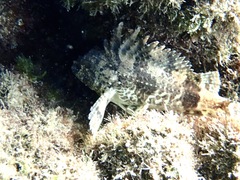 Centropogon australis