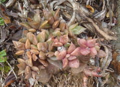 Anacampseros rufescens