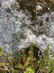 Psoroma hypnorum