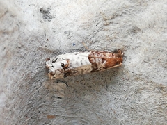 Notocelia incarnatana