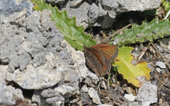 Erebia gorge