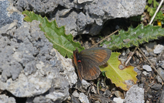 Erebia gorge