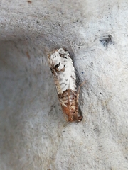 Notocelia incarnatana