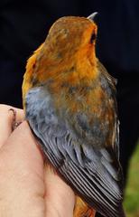 Cossypha natalensis natalensis