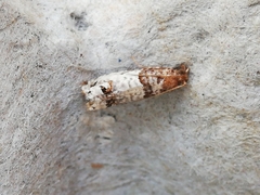 Notocelia incarnatana