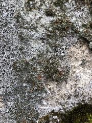 Psoroma hypnorum