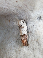 Notocelia incarnatana