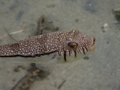 Torquigener pleurogramma