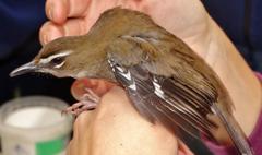 Cercotrichas signata