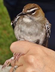 Cercotrichas signata