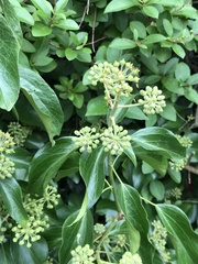 Hedera helix