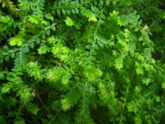 Selaginella mittenii