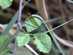 Calopteryx syriaca