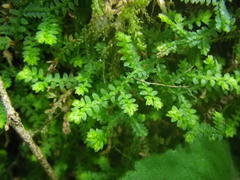 Selaginella mittenii