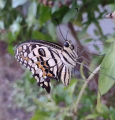 Papilio demoleus