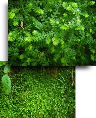 Selaginella mittenii