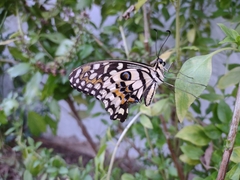 Papilio demoleus