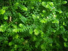 Selaginella mittenii