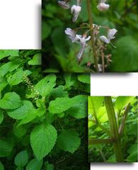 Plectranthus grallatus