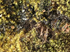 Psoroma hypnorum