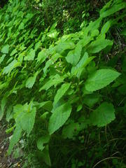 Plectranthus grallatus