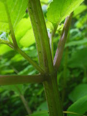Plectranthus grallatus