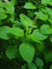 Plectranthus grallatus