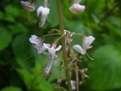 Plectranthus grallatus