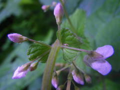 Plectranthus grallatus