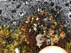 Psoroma hypnorum
