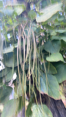 Magnoliopsida