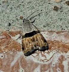 Cobubatha lixiva