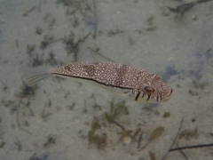 Torquigener pleurogramma